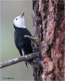 White-headed Woodpecker  (female)