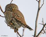 Northern Pygmy Owl