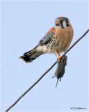 American Kestrel