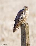 Gyrfalcon