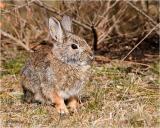  Cottontail  Rabbit