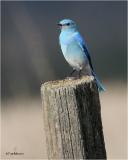 Mountain Bluebird (Male)