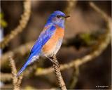 Western Bluebird   (male)