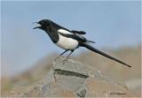 Black-billed Magpie