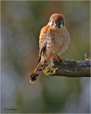 American Kestrel