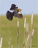 Yellow-headed Blackbird  (male)