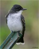 Eastern Kingbird