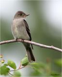 Western Wood-Pewee