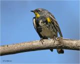 Yellow-rumped  Warbler