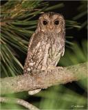 Flammulated Owl