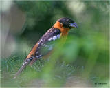 Black-headed Grosbeak