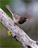 Dark-eyed Junco