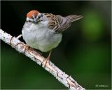 Chipping Sparrow