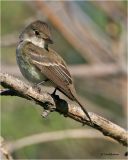 Willow Flycatcher