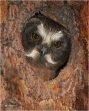 Northern Saw-whet Owl  (fledgling)