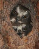 Northern Saw-whet Owl (Fledglings)