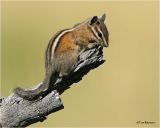 Chipmunk