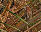 Green Heron