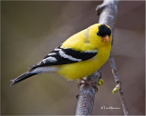 American Goldfinch