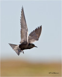  Black Tern