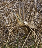 American Bittern