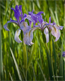  Wild Iris