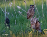  Great Horned Owl