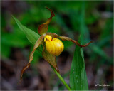  Yellow Ladyslipper