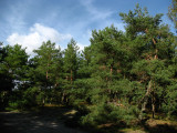 Pines along a sandy stretch