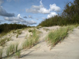 Grass on the sandy slope