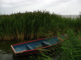 Tied up boat amongst the reeds