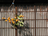 Persimmons hung outside a machiya