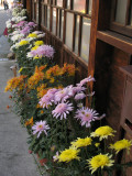 Flowers along a housefront