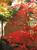 Japanese maple leaves and stone marker