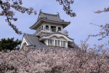 Donjon of Nagahama-jō rising above the blossoms