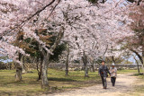 Cherry blossom grove in the Nishino-maru