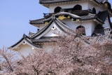 Sakura in full bloom beneath the donjon