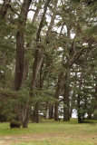 Slanting pines on the spit