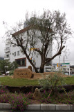 Olive tree at the port roundabout