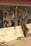 Swarming to be fed through the wires