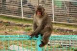 Fence-top macaque