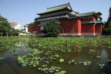 Lily pond in the Botanical Gardens