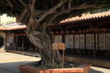 Old banyan tree in the courtyard