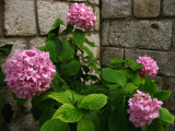 Flowers at an old town corner