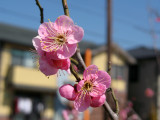 Ume blossoms along the road to the shrine