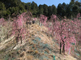 Ume trees growing on the slope