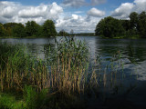 Reeds by the lakeshore