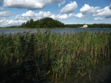 Reeds with the distant Tyszkiewicz Palace