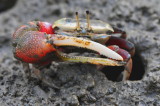 Fiddler crab.