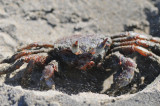 ghost Crab,TOM_4499c.jpg